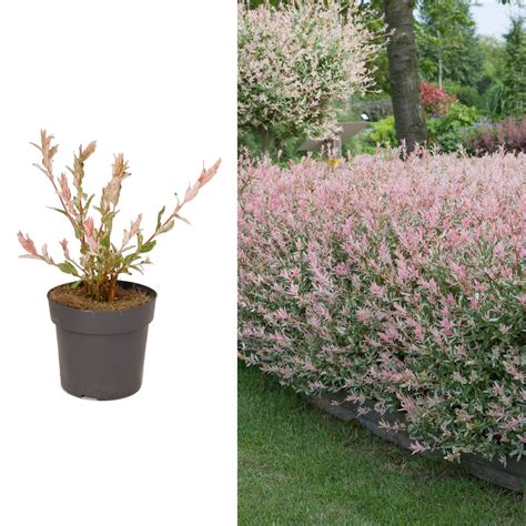 Buy Salix Hakuro Nishiki Flamingo Tree in a 14cm Pot - Amazing Foliage ...