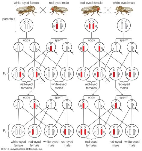 Heredity - Genetics, Mendel's Laws, Universality | Britannica