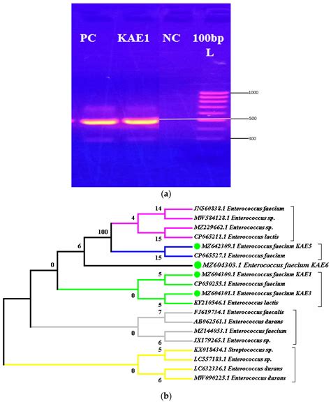 Molecular Characterization, Purification, and Mode of Action of ...
