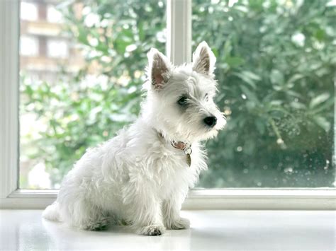 Discover Charming Small White Dog Breeds: Perfect Companions