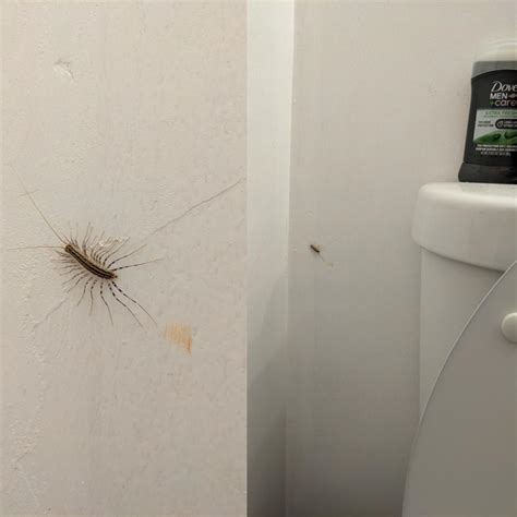 Reminder not to kill house centipedes! These darn things freak me out ...
