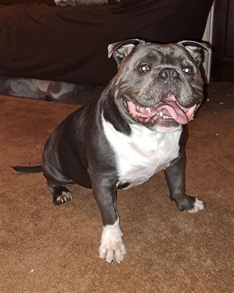 Pitbull Mix With English Bulldog