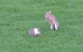 Image result for Bunny Jumping Funny
