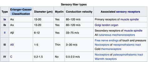 human biology - Rationale behind different classification of nerve fibres - Biology Stack Exchange