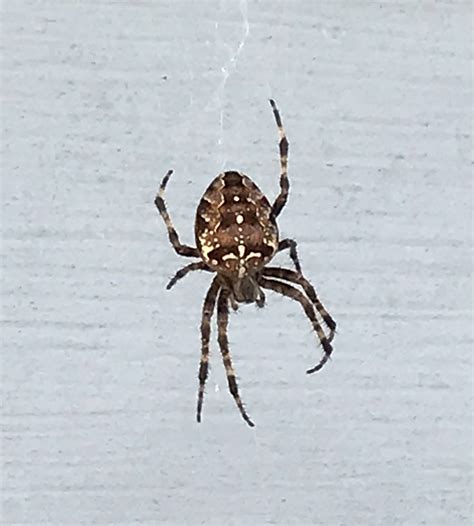 Araneus diadematus (Cross Orb-weaver) in London , Ontario Canada