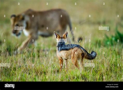 Jackal Lion 的图像结果