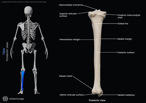 Image result for Ribstride Tibia