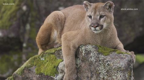 TPWD investigating potential mountain lion sighting in San Marcos ...