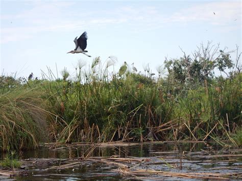 XOBEGA ISLAND CAMP (Maun) - Inn Reviews & Photos - Tripadvisor