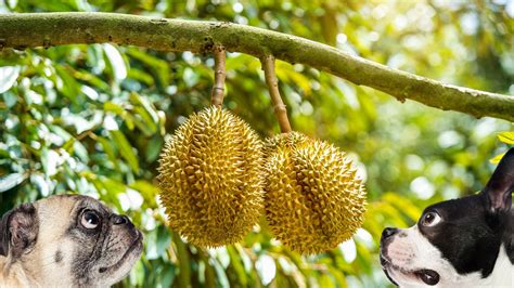 Can Dogs Eat Durian