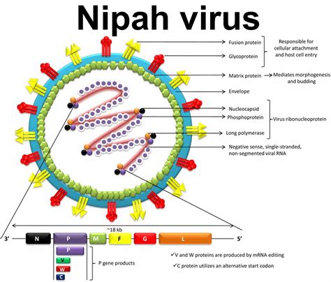 Nipah virus transmission, outbreak, symptoms, diagnosis & treatment