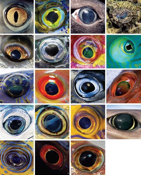 How To Tell Fresh Fish Eyes at Julian Mcneil blog