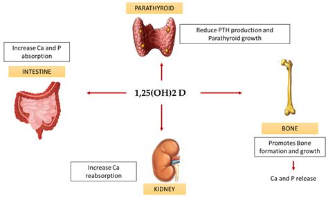 Vitamin D and the Kidney: Two Players, One Console