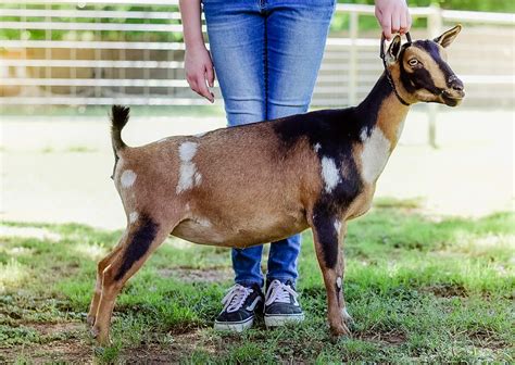 Can Goats Swim? From Grassy Fields to Watery Depths - Animal Hype