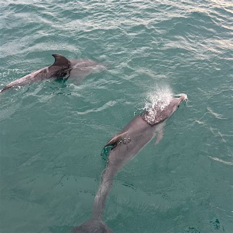 POLPERRO DOLPHIN SWIMS (2026) All You Need to Know BEFORE You Go (with ...