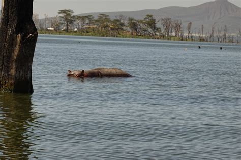 THE GREAT RIFT VALLEY LODGE & GOLF RESORT (Naivasha) - Hotel Reviews ...