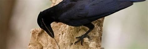 Image result for Crows Using Tools