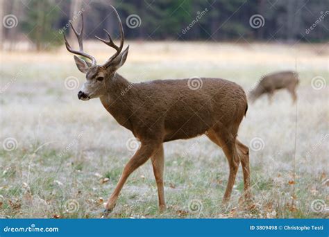 White-tailed Deer stock photo. Image of ears, environment - 3809498