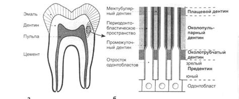 1.2 Дентин