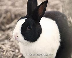 Image result for Baby Rabbit Black and White