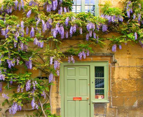 Doors With Climbing Vines - Floral Entryways Wall Climbing Plants ...