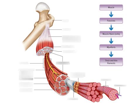 Image result for Functions of Muscles