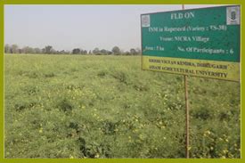 AICRP-RM: All India Co-ordinated Research Project on Rapeseed-Mustard