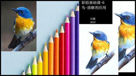 彩铅画小鸟详细步骤图文教程-露西学画画