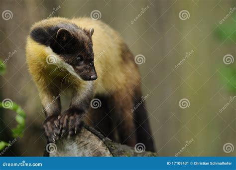 Yellow-throated Marten (Martes Flavigula) Stock Image - Image of hide ...