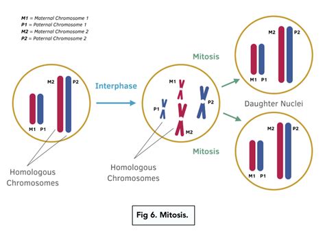Image result for Type 1 Variation