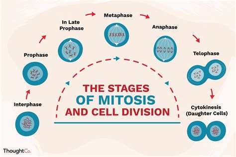 Image result for Cell Division Process