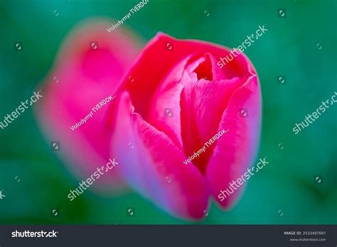 Vagina Flower Concept Sexy Flower Pussy Stock Photo 2533497697 ...