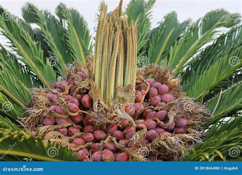 Sago Palm Tree Seeds
