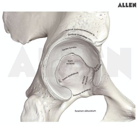 Acetabulum: Function, Types and FAQs