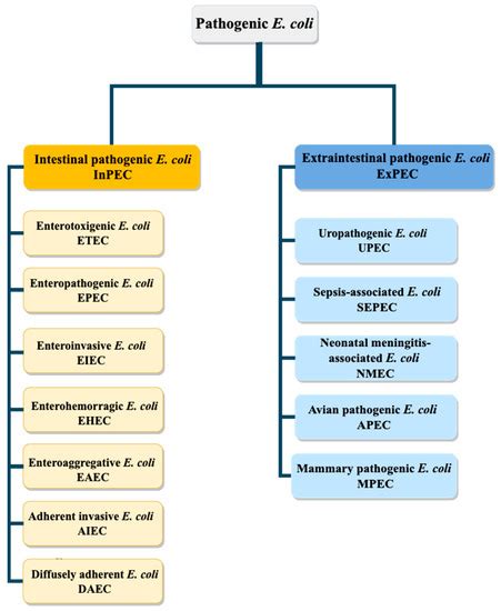 Platelets and Escherichia coli: A Complex Interaction