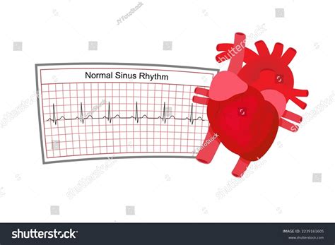 Real Heart Anatomy Normal Ekg Strip Stock Vector (Royalty Free) 2239161605 | Shutterstock