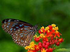 Wallpaper Butterfly Images by Wallpapers Butterfly Desktop Backgrounds Wallpaper Butterfly Images