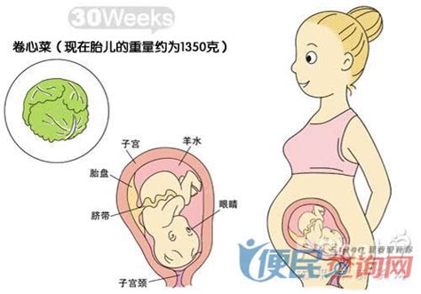 胎儿发育标准对照表图（附胎儿体重计算公式）_腾讯新闻