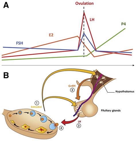 Luteinizing hormone–independent rise of progesterone as the ...