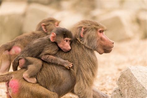 Image result for Baboon Predators