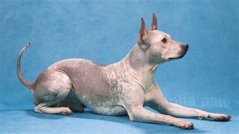 American Hairless Terrier Breed Info And Care
