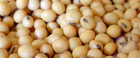Rich Soya