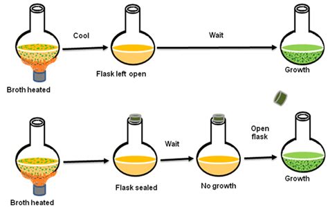 Figure 3.3 : Spallanzani’s Experiment to disprove the theory of ...