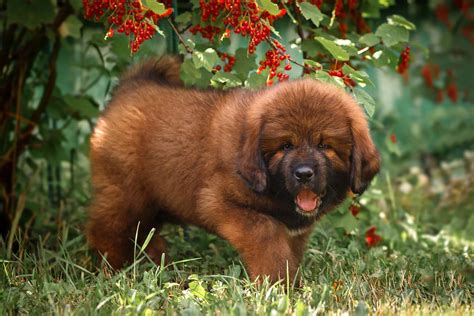 Tibetan Mastiff puppy for sale in Gurgaon Gurugram