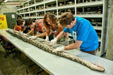 Image result for Burmese Python Eating Dog