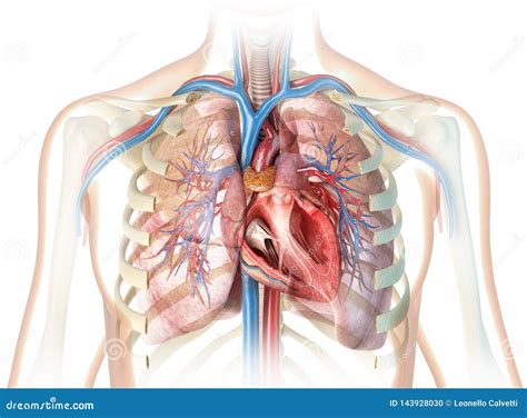 Heart And Lungs Location