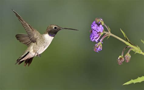 9 Species of Hummingbirds in North Carolina (Pictures & Info) - Animal Hype