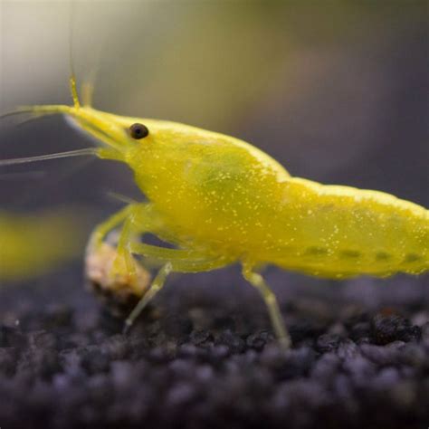 Buy Neocaridina Shrimp at Affordable Price – Best4Pets