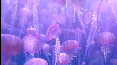 Finding Nemo Jellyfish 2007 的图像结果