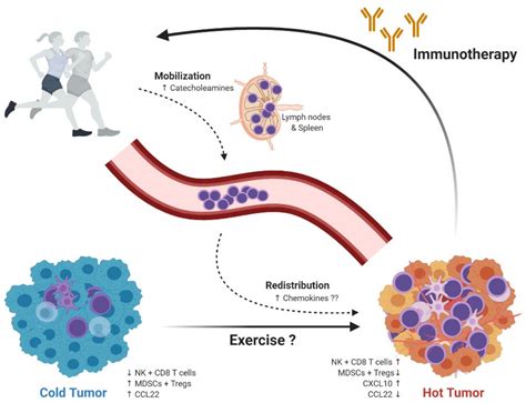 Exercise Oncology and Immuno-Oncology; A (Future) Dynamic Duo